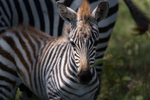 zebra plains zebra animals