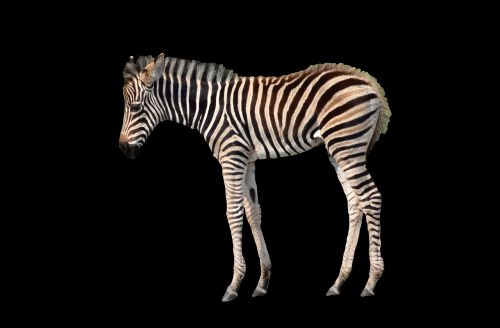 zebra young isolated
