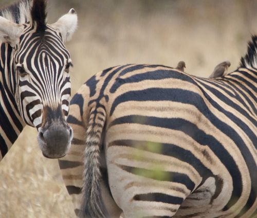 zebra buttocks stripes