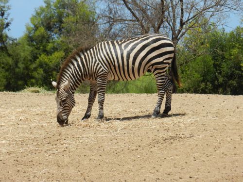 zebra africa zoo