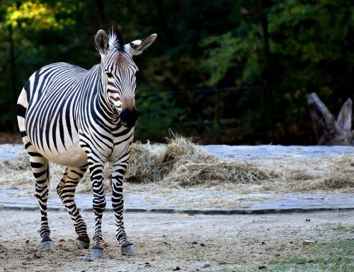 zebra wild animal zoo