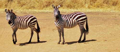 zebra safari tanzania