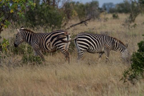 zebra mammal africa