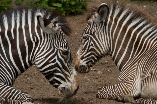 zebra mother child