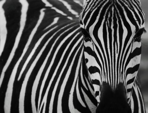 zebra black black and white