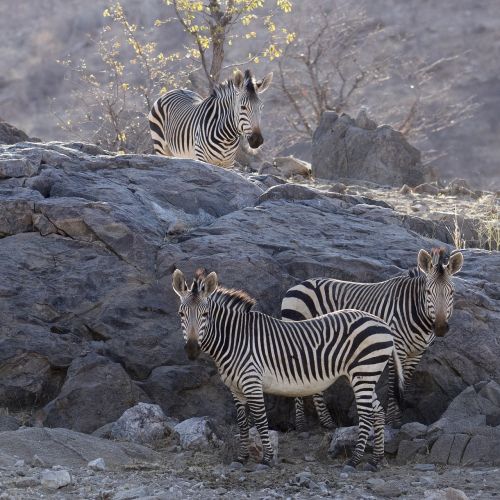 zebra color desert