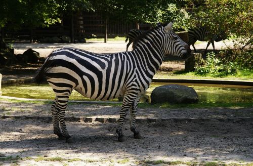zebra mammal animals