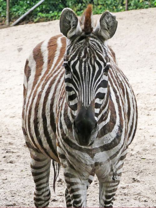 zebra zoo black and white