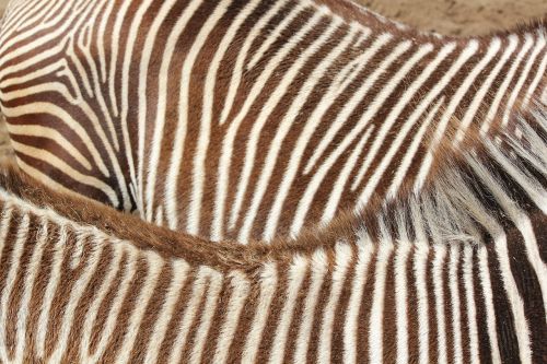 zebra model stripe
