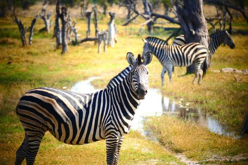 zebra animal world nature