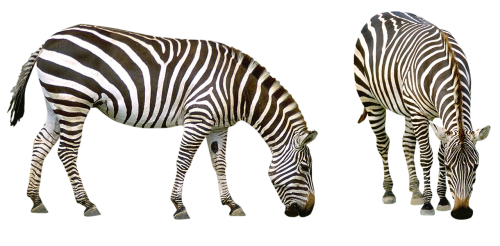 zebra africa striped