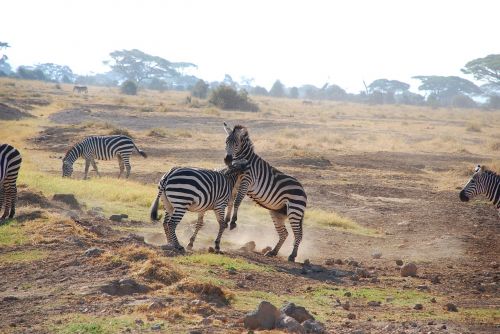 zebra nature safari