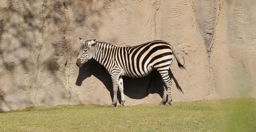 zebra animal world nature