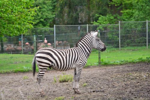 zebra animals zebra crossing