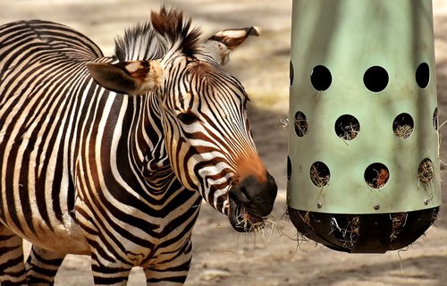 zebra  wild animal  eat