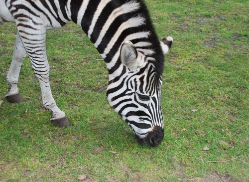 zebra stripes zoo