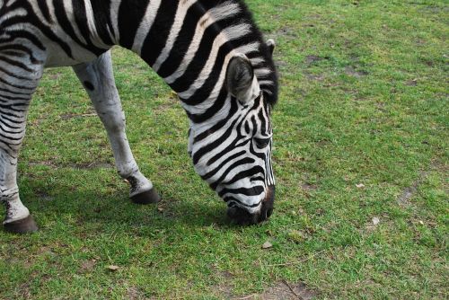 zebra stripes safari
