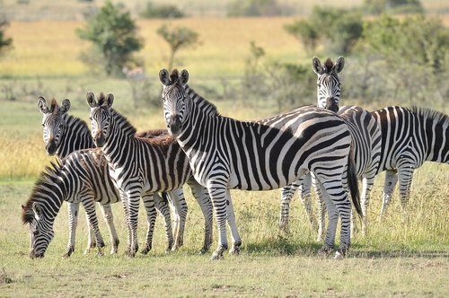 zebra  safari  wildlife