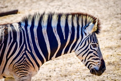zebra  wildlife  nature