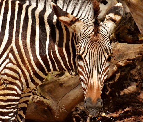 zebra  wild animal  zoo