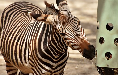 zebra  wild animal  zoo