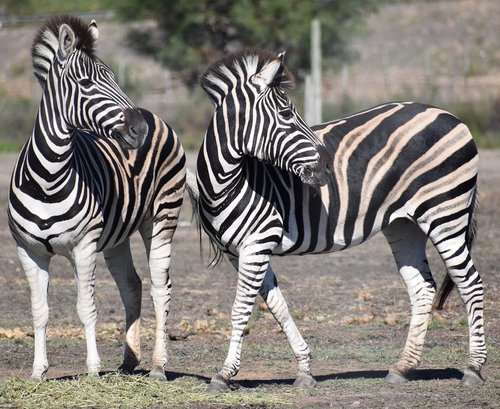 zebra  equid  safari