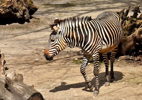 zebra  wild animal  zoo