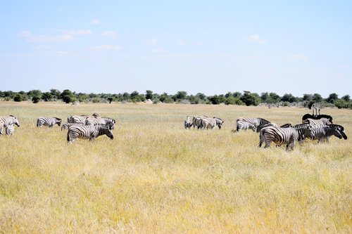 zebra  ostrich  etosha