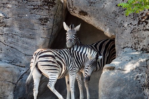 zebra  wild animal  hagenbeck zoo
