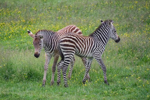 zebra  zébreau  play