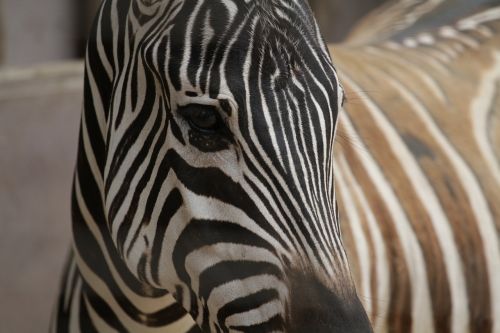 zebra close-up animals