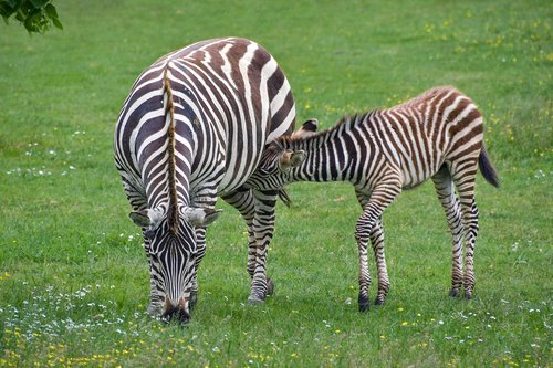 zebra  mother  petit