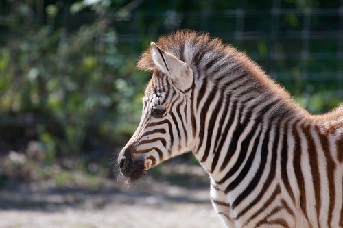 zebra  young  stripes