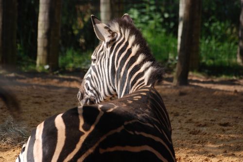 zebra animal stripes