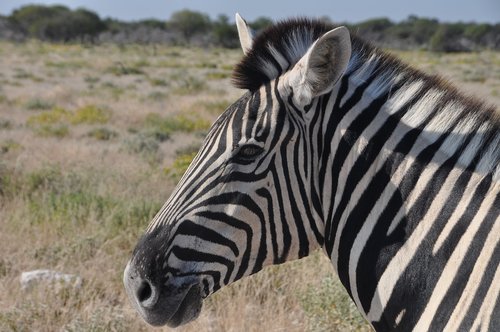 zebra  striped  head