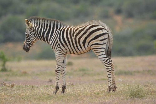 zebra  young  wild animal