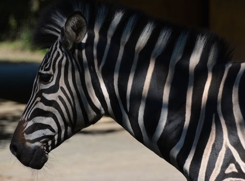 zebra  stripe pattern  zoo
