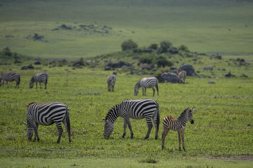 zebra  africa  animal