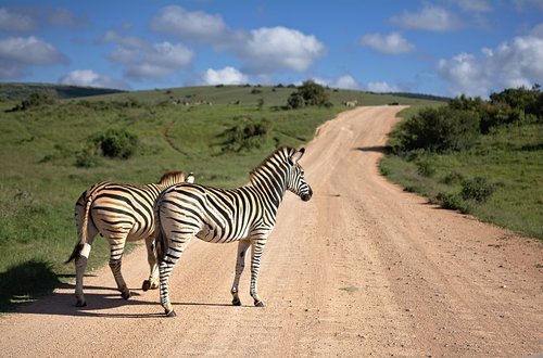 zebra  south africa  africa