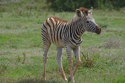 zebra  young  animal