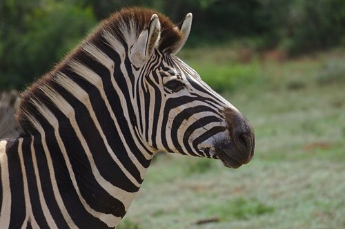 zebra  young  animal