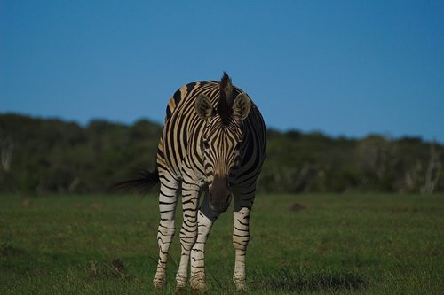 zebra  young  animal