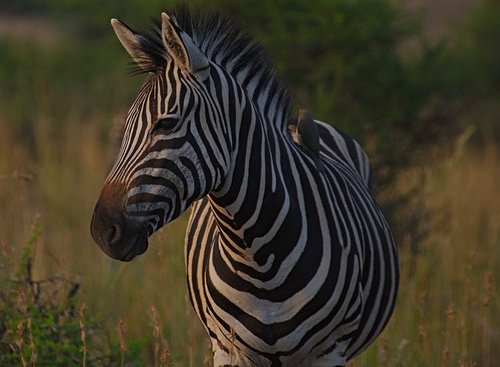 zebra  animal  pilanesberg