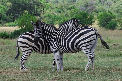 zebra  stealth  stripes