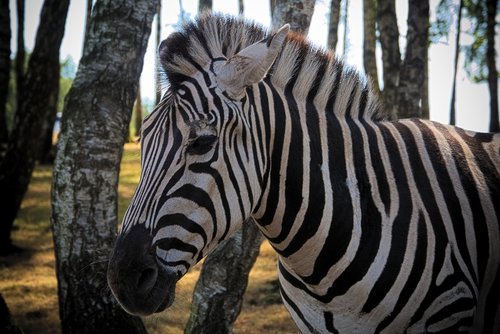 zebra  animal  africa