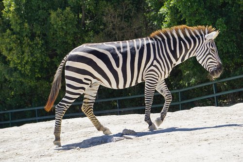 zebra  animals  africa