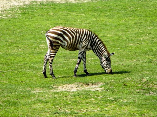 zebra  mammal  animal