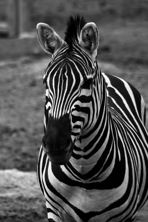 zebra  horse  striped