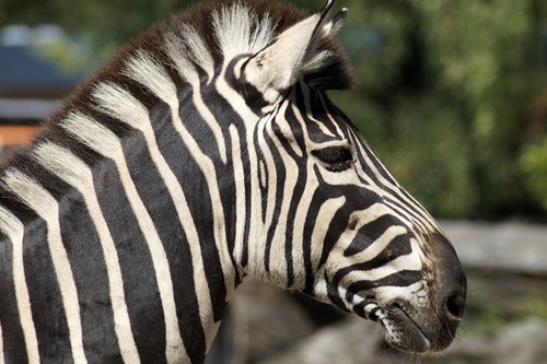 zebra  striped  stripes