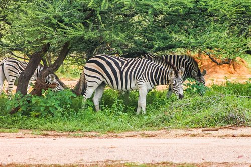 zebra  safari  africa